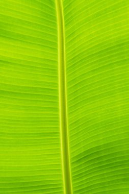 güzel yeşil muz yaprağı arka plan güneş dokusu deseni