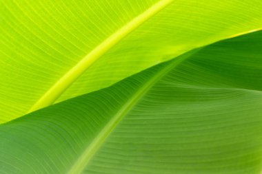 güzel yeşil muz yaprağı arka plan güneş dokusu deseni