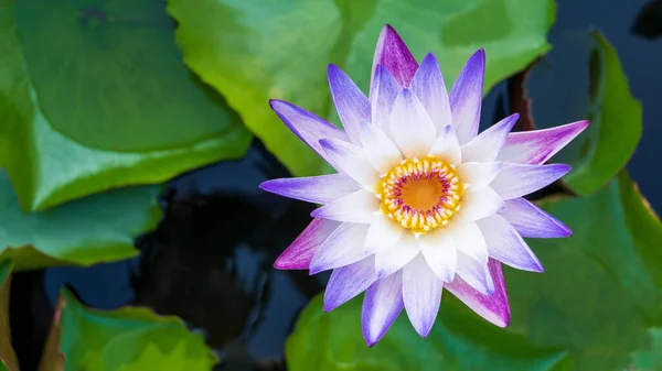 stock image The beauty of lotus flowers blooming in white and purple on the pond.water lily, peace, beauty of nature, is the flower of Buddhism.