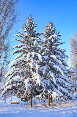 Sihirli orman, gökyüzü ve ağaçların manzarası, kar ve sokaklar. Kış, karla kaplı parka giden yol.