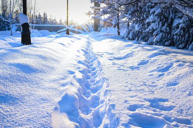 Kış, ormana giden bir yol, karla kaplı, kardaki ayak izleri. Parkta muhteşem bir yürüyüş..