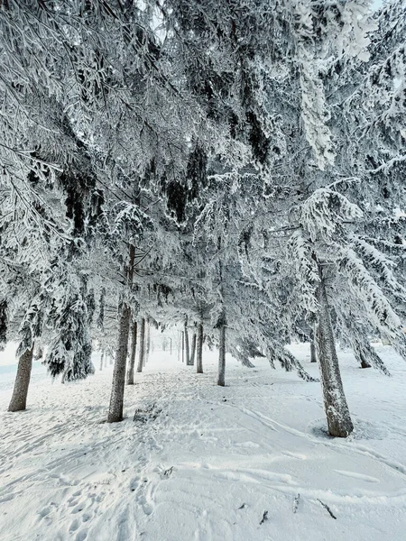 The road through the winter, snowy forest. Trees in the snow. Snow hidden path