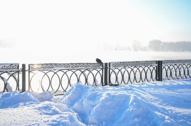 Karlı, buzlu köknar dalları. Karlı kış arkaplanı. Doğal orman ışığı manzarası. Kar yağışı. Güzel, uzun bir ağaç ve yükselen bir gökyüzü. Açık hava parkında buzlu büyülü bir sahne. Güneşli. Parlak bir şekilde. Kar yağışıName. 