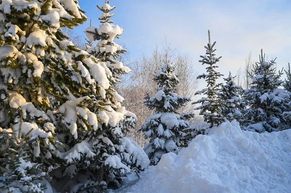 Karlı, buzlu köknar dalları. Karlı kış arkaplanı. Doğal orman ışığı manzarası. Kar yağışı. Güzel, uzun bir ağaç ve yükselen bir gökyüzü. Açık hava parkında buzlu büyülü bir sahne. Güneşli. Parlak bir şekilde. Kar yağıyor. Resmedilmeye değer. Yol. Yürü.