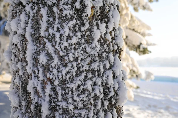 Karlı, buzlu köknar dalları. Karlı kış arkaplanı. Doğal orman ışığı manzarası. Kar yağışı. Güzel, uzun bir ağaç ve yükselen bir gökyüzü. Açık hava parkında buzlu büyülü bir sahne. Güneşli. Parlak bir şekilde. Kar yağışıName. 