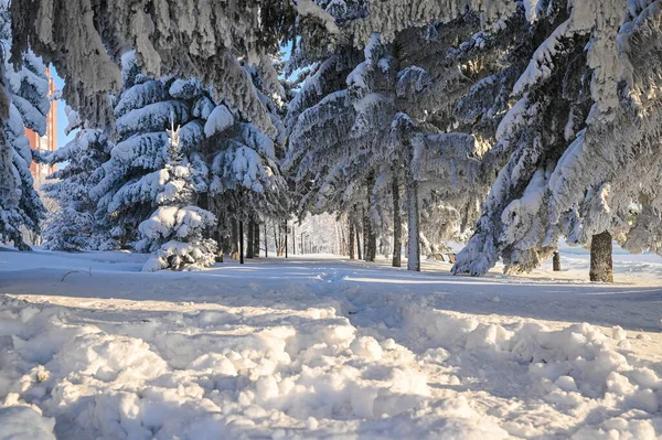 Karlı, buzlu köknar dalları. Karlı kış arkaplanı. Doğal orman ışığı manzarası. Kar yağışı. Güzel, uzun bir ağaç ve yükselen bir gökyüzü. Açık hava parkında buzlu büyülü bir sahne. Güneşli. Parlak bir şekilde. Kar yağışıName. 
