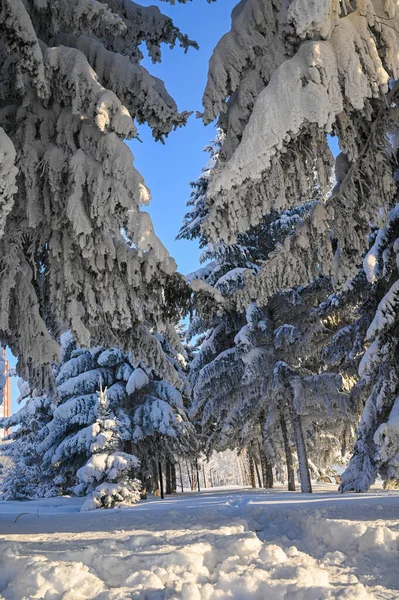 Karlı, buzlu köknar dalları. Karlı kış arkaplanı. Doğal orman ışığı manzarası. Kar yağışı. Güzel, uzun bir ağaç ve yükselen bir gökyüzü. Açık hava parkında buzlu büyülü bir sahne. Güneşli. Parlak bir şekilde. Kar yağışıName. 