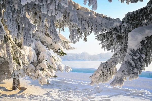 Karlı, buzlu köknar dalları. Karlı kış arkaplanı. Doğal orman ışığı manzarası. Kar yağışı. Güzel, uzun bir ağaç ve yükselen bir gökyüzü. Açık hava parkında buzlu büyülü bir sahne. Güneşli. Parlak bir şekilde. Kar yağışıName. 