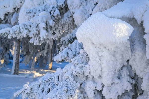 Karlı, buzlu köknar dalları. Karlı kış arkaplanı. Doğal orman ışığı manzarası. Kar yağışı. Güzel, uzun bir ağaç ve yükselen bir gökyüzü. Açık hava parkında buzlu büyülü bir sahne. Güneşli. Parlak bir şekilde. Kar yağışıName. 