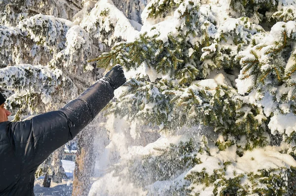 Karlı, buzlu köknar dalları. Karlı kış arkaplanı. Doğal orman ışığı manzarası. Kar yağışı. Güzel, uzun bir ağaç ve yükselen bir gökyüzü. Açık hava parkında buzlu büyülü bir sahne. Güneşli. Parlak bir şekilde. Kar yağışıName. 