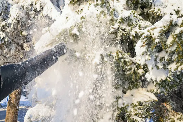 Karlı, buzlu köknar dalları. Karlı kış arkaplanı. Doğal orman ışığı manzarası. Kar yağışı. Güzel, uzun bir ağaç ve yükselen bir gökyüzü. Açık hava parkında buzlu büyülü bir sahne. Güneşli. Parlak bir şekilde. Kar yağışıName. 