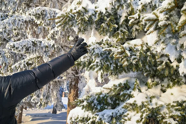 Karlı, buzlu köknar dalları. Karlı kış arkaplanı. Doğal orman ışığı manzarası. Kar yağışı. Güzel, uzun bir ağaç ve yükselen bir gökyüzü. Açık hava parkında buzlu büyülü bir sahne. Güneşli. Parlak bir şekilde. Kar yağışıName. 
