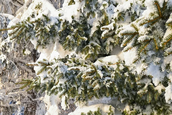 Karlı, buzlu köknar dalları. Karlı kış arkaplanı. Doğal orman ışığı manzarası. Kar yağışı. Güzel, uzun bir ağaç ve yükselen bir gökyüzü. Açık hava parkında buzlu büyülü bir sahne. Güneşli. Parlak bir şekilde. Kar yağışıName. 