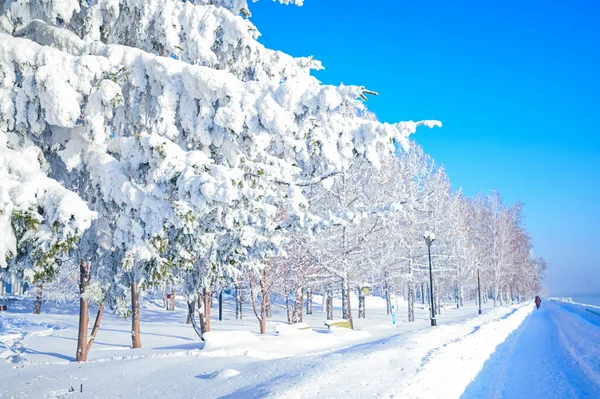 Karlı, buzlu köknar dalları. Karlı kış arkaplanı. Doğal orman ışığı manzarası. Kar yağışı. Güzel, uzun bir ağaç ve yükselen bir gökyüzü. Açık hava parkında buzlu büyülü bir sahne. Güneşli. Parlak bir şekilde. Kar yağışıName. 