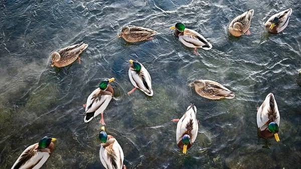 Mallard ördekleri, buzlu suda yüzüyor. Nehir kıyısında soğuk bir kış günü. Karlı, güneşli.