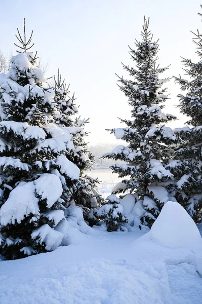 Parkta kış akşamı, karla kaplı yollar, parlak gökyüzü, gün batımı beyaz karı aydınlatıyor, yeni yıl arifesi karla aydınlanıyor..