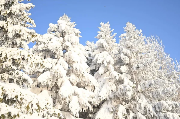 Karlı, buzlu köknar dalları. Karlı kış arkaplanı. Doğal orman ışığı manzarası. Kar yağışı. Güzel, uzun bir ağaç ve yükselen bir gökyüzü. Açık hava parkında buzlu büyülü bir sahne. Güneşli. Parlak.. 