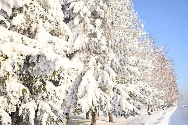Karlı, buzlu köknar dalları. Karlı kış arkaplanı. Doğal orman ışığı manzarası. Kar yağışı. Güzel, uzun bir ağaç ve yükselen bir gökyüzü. Açık hava parkında buzlu büyülü bir sahne. Güneşli. Parlak.. 