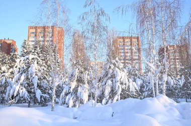 Karlı, buzlu köknar dalları. Karlı kış arkaplanı. Doğal orman ışığı manzarası. Kar yağışı. Güzel, uzun bir ağaç ve yükselen bir gökyüzü. Açık hava parkında buzlu büyülü bir sahne. Güneşli. Parlak bir şekilde. Kar yağışıName. 