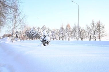 Karlı, buzlu köknar dalları. Karlı kış arkaplanı. Doğal orman ışığı manzarası. Kar yağışı. Güzel, uzun bir ağaç ve yükselen bir gökyüzü. Açık hava parkında buzlu büyülü bir sahne. Güneşli. Parlak bir şekilde. Kar yağışıName. 