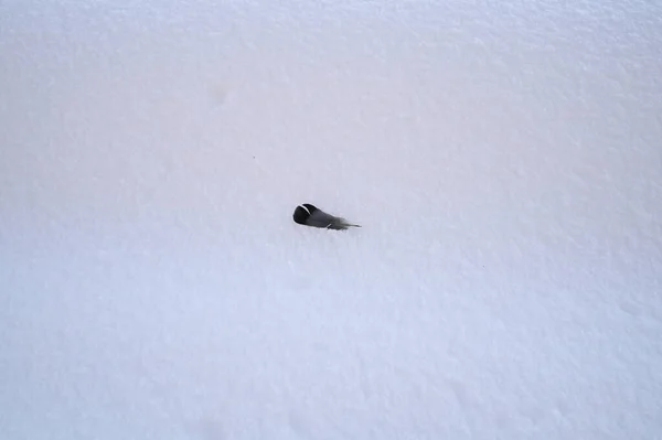 Karlı, buzlu köknar dalları. Karlı kış arkaplanı. Doğal orman ışığı manzarası. Kar yağışı. Güzel, uzun bir ağaç ve yükselen bir gökyüzü. Açık hava parkında buzlu büyülü bir sahne. Güneşli. Parlak bir şekilde. Kar yağışıName. 