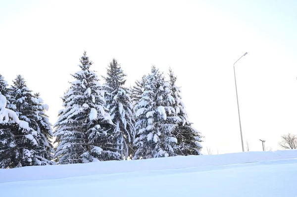 Karlı, buzlu köknar dalları. Karlı kış arkaplanı. Doğal orman ışığı manzarası. Kar yağışı. Güzel, uzun bir ağaç ve yükselen bir gökyüzü. Açık hava parkında buzlu büyülü bir sahne. Güneşli. Parlak bir şekilde. Kar yağışıName. 