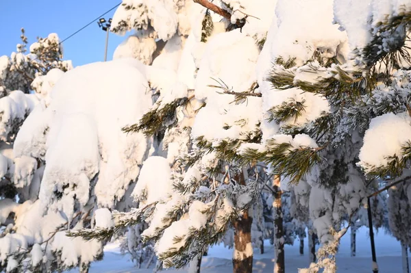 Karlı, buzlu köknar dalları. Karlı kış arkaplanı. Doğal orman ışığı manzarası. Kar yağışı. Güzel, uzun bir ağaç ve yükselen bir gökyüzü. Açık hava parkında buzlu büyülü bir sahne. Güneşli. Parlak bir şekilde. Kar yağışıName. 