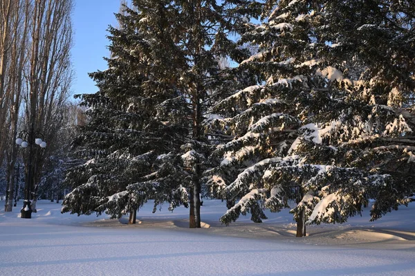 Karlı, buzlu köknar dalları. Karlı kış arkaplanı. Doğal orman ışığı manzarası. Kar yağışı. Güzel, uzun bir ağaç ve yükselen bir gökyüzü. Açık hava parkında buzlu büyülü bir sahne. Güneşli. Parlak bir şekilde. Kar yağışıName. 