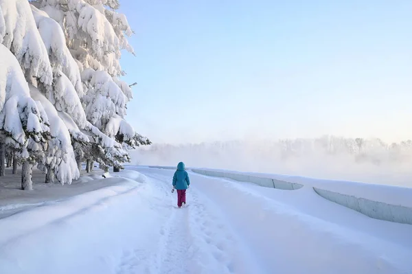 Karlı, buzlu köknar dalları. Karlı kış arkaplanı. Doğal orman ışığı manzarası. Kar yağışı. Güzel, uzun bir ağaç ve yükselen bir gökyüzü. Açık hava parkında buzlu büyülü bir sahne. Güneşli. Parlak bir şekilde. Kar yağışıName. 