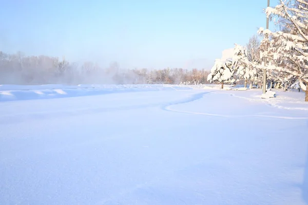 Karlı, buzlu köknar dalları. Karlı kış arkaplanı. Doğal orman ışığı manzarası. Kar yağışı. Güzel, uzun bir ağaç ve yükselen bir gökyüzü. Açık hava parkında buzlu büyülü bir sahne. Güneşli. Parlak bir şekilde. Kar yağışıName. 