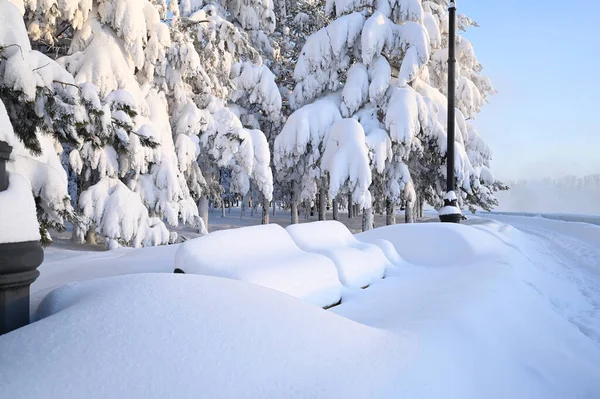 Karlı, buzlu köknar dalları. Karlı kış arkaplanı. Doğal orman ışığı manzarası. Kar yağışı. Güzel, uzun bir ağaç ve yükselen bir gökyüzü. Açık hava parkında buzlu büyülü bir sahne. Güneşli. Parlak bir şekilde. Kar yağışıName. 