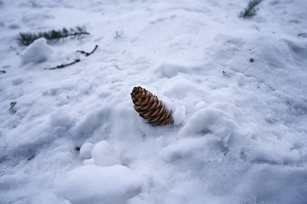 A cone, a branch of a Christmas tree in the snow. Fir cones with snow and icicles.