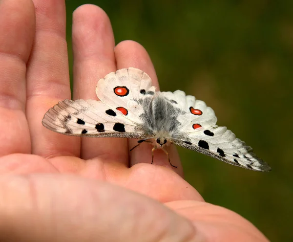 Motyl Ręka Gospodarstwa Biały Paski Tło — Zdjęcie stockowe
