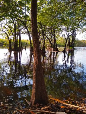 Yalnız ağaç gölün kıyısındaki yansımaya bakar.