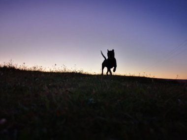 Bir köpeğin silueti.