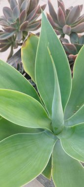 Güzel botanik fotoğrafı, doğal duvar kağıdı.