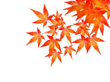 Red leaves. (with branches) Watercolor. Autumn 