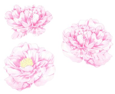 Şakayık ve Sasanqua çiçekleri. Suluboya resim.