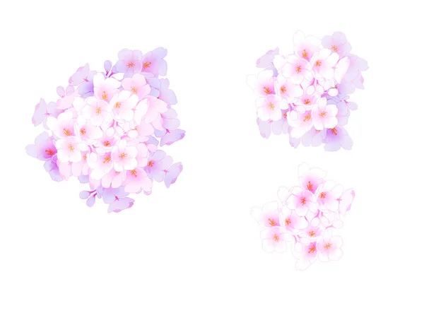 Części Wiśni Kwiat Ilustracja Akwarela — Zdjęcie stockowe