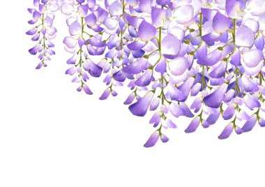 Wisteria çiçeği. Japon çiçeği. Mor..