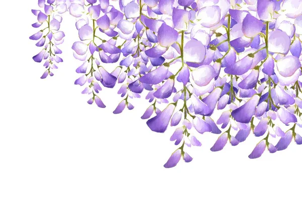 Wisteria çiçeği. Japon çiçeği. Mor..