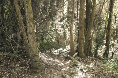 İlkbaharda ormandaki ağaçlar güneş ışığıyla