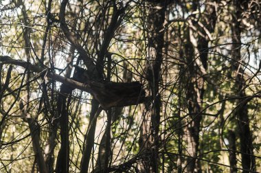 Bir ağaç sürüsü, bir karga, ormandaki bir yırtıcı kuş, güneş içinden parlıyor.