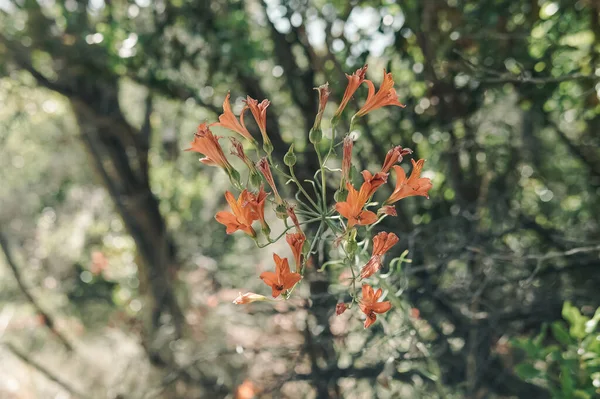 Όμορφο Πορτοκαλί Λουλούδι Απομονωμένο Ένα Ορεινό Δάσος Φωτισμένο Φως Του — Φωτογραφία Αρχείου