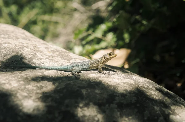 stock image lizard posing to camera calmly on a rock in nature on a sunny day.