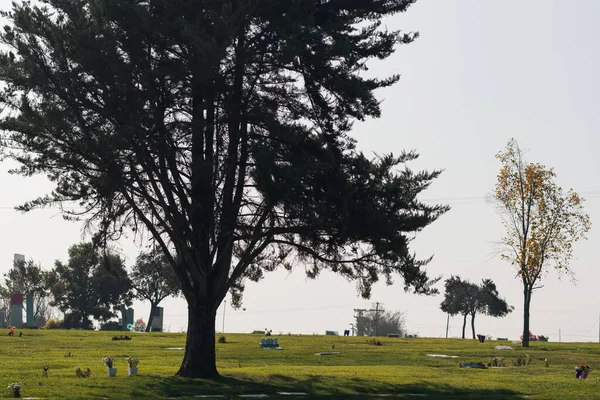 Widok Duże Podświetlone Drzewo Parku Cmentarnym Zieloną Trawą — Zdjęcie stockowe