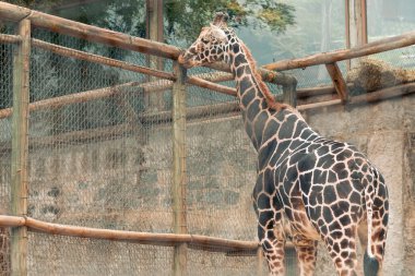 Yetişkin zürafaların yürüyüşünü, başka bir zürafayla etkileşimini ve bulutlu bir günde hayvanat bahçesinde takıldığını görmek. İnsan yok, sadece doğal ortamlarında..