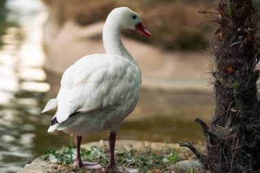 Beyaz bir ördeğin yüzüşünü ve doğal bir hayvanat bahçesinde gölde poz vermesini görmek. Bulutlu bir günde. İnsan yok, sadece doğal ortamında..