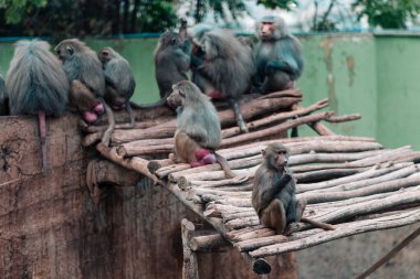 Maymun ailesi bir arada, sarılıyor, dinleniyor, paylaşıyor ve doğal bir hayvanat bahçesinde birbirlerine bakıyorlar. Bulutlu bir günde. İnsan yok, sadece doğal ortamlarında..