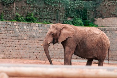Bulutlu bir günde doğal bir hayvanat bahçesinde yürüyen ve çıkan yetişkin bir fil görüntüsü. İnsan yok, sadece doğal ortamlarında.